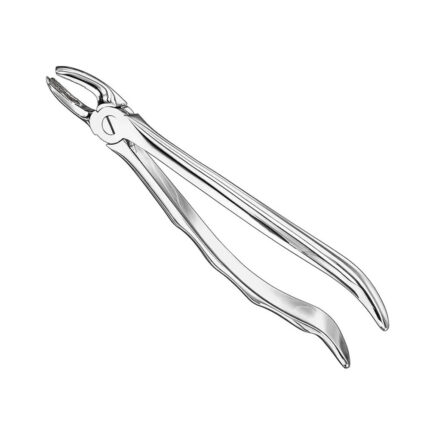 Extracting forceps, anat., size 17