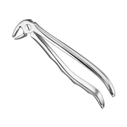 Extracting forceps, anat., size 13