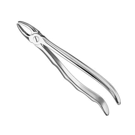 Extracting forceps, anat., size 2