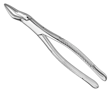 Extracting forceps, american patt., sz. 65