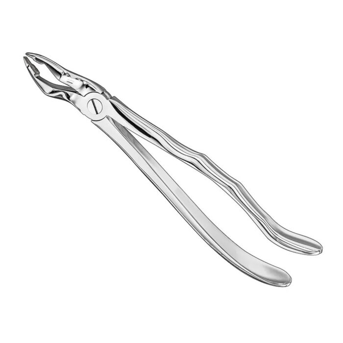 Extracting forceps, anat., size 31